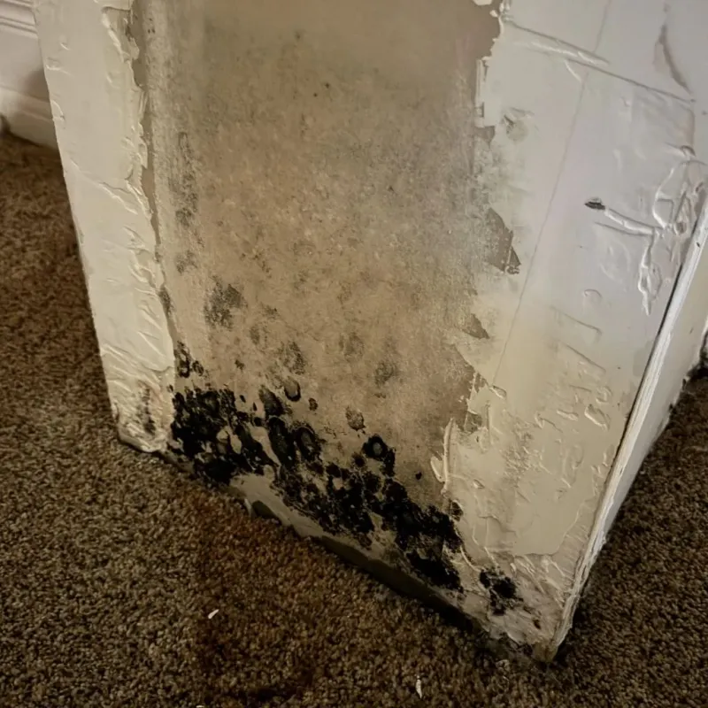 Professional Mold Removal in Dilley, TX
